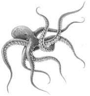 Avatar du membre