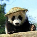 Avatar du membre
